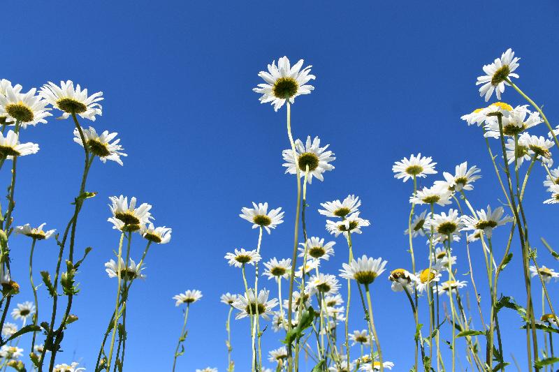 Un champ de marguerites en fleur