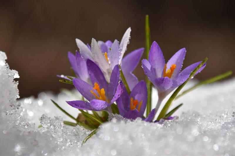 Les premiers cocus au jardin