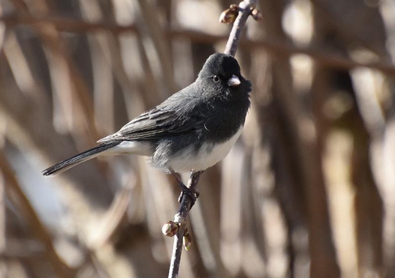 Un junco au jardin