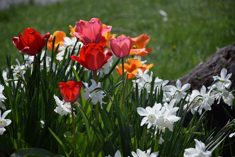 Des tulipes en fleur au jardin