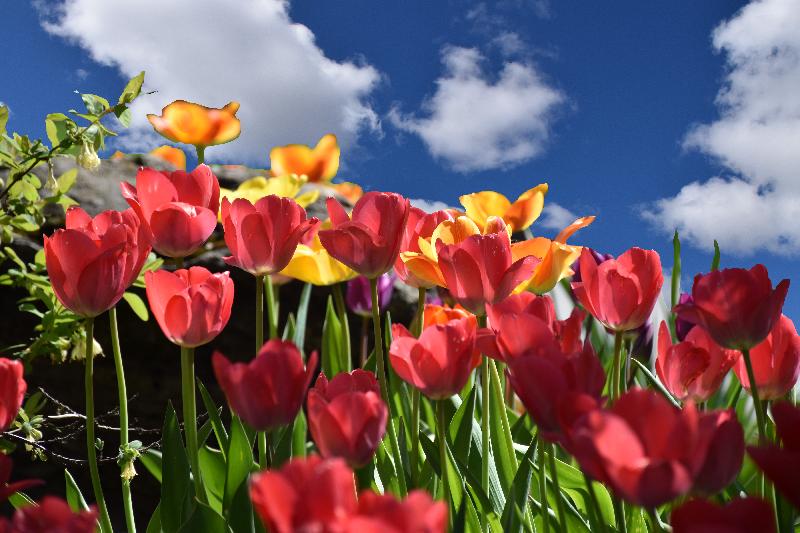 Des tulipes en fleur au jardin