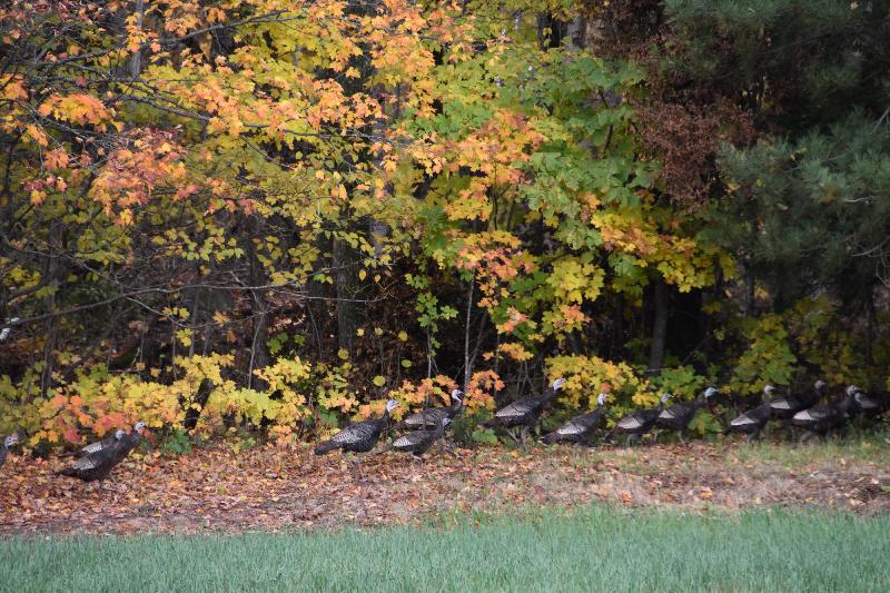 Des dindons sauvages à l'automne