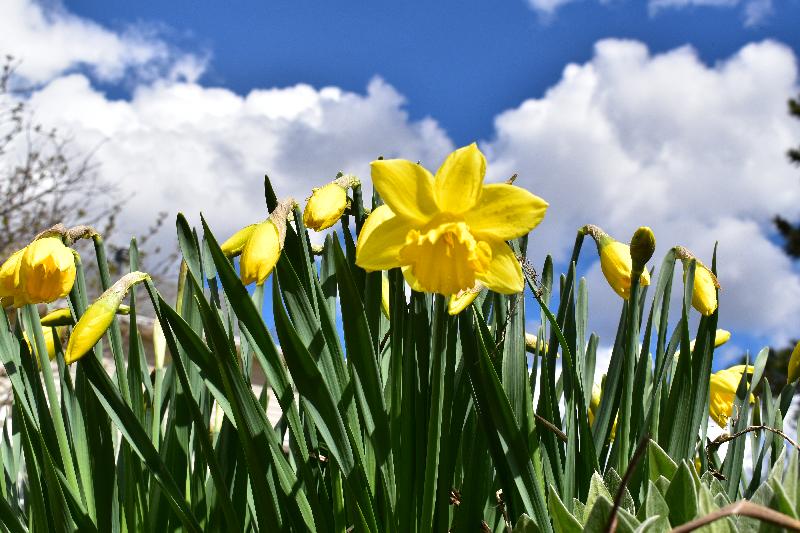 Des jonquilles en fleur au jardin