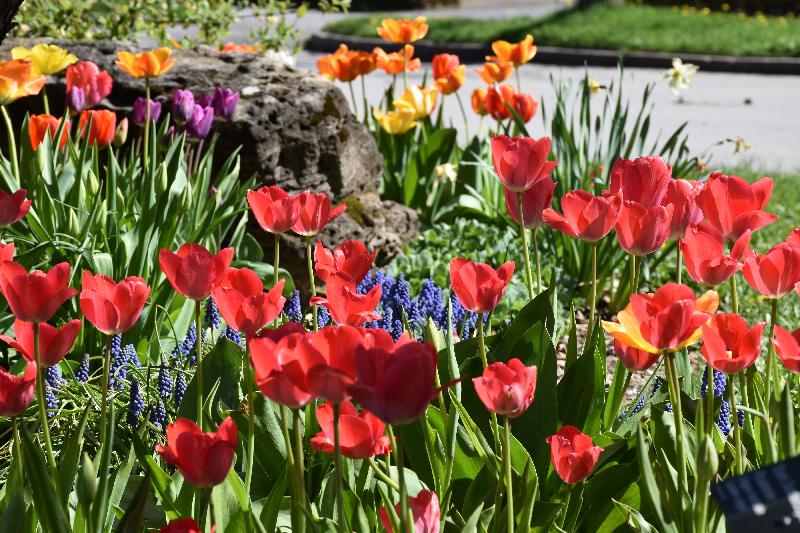 Des tulipes en fleur au jardin