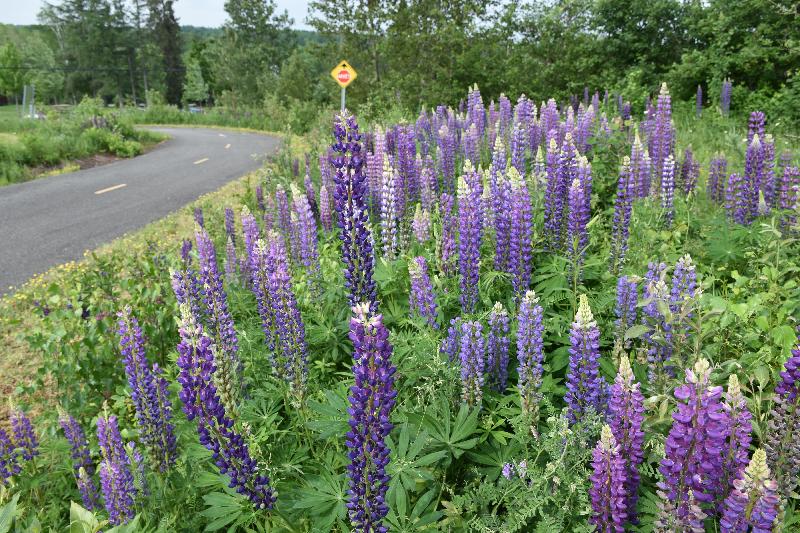 Des fleurs au parc