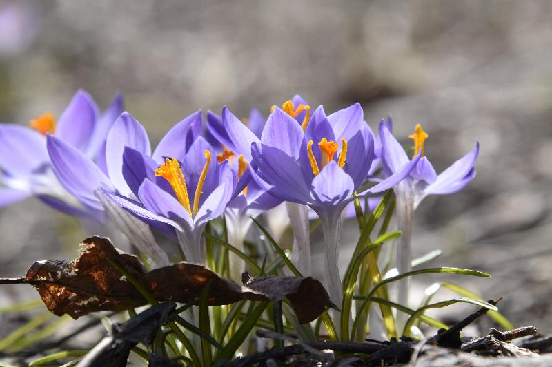 Les premiers crocus au jardin