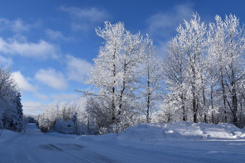 Une forêt givrée en hiver