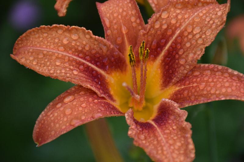 Une fleur au jardin après la pluie