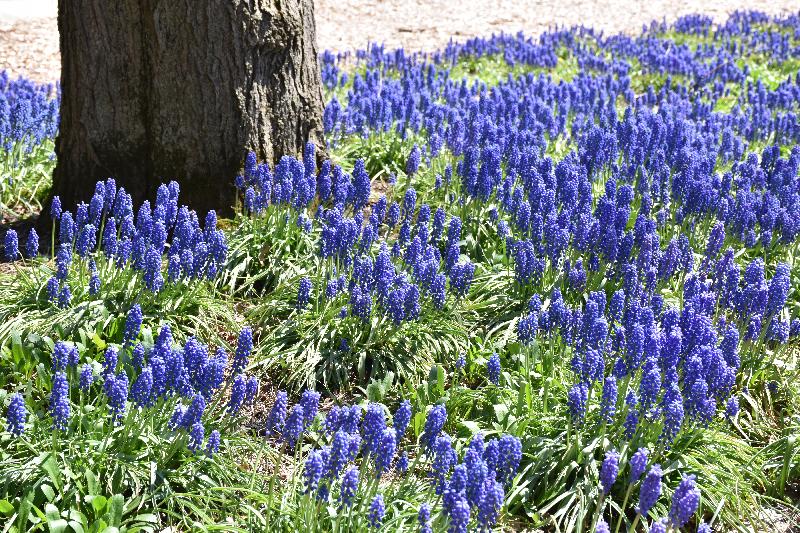 Des fleurs au jardin au printemps