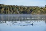 Un canard sur le lac à l'automne