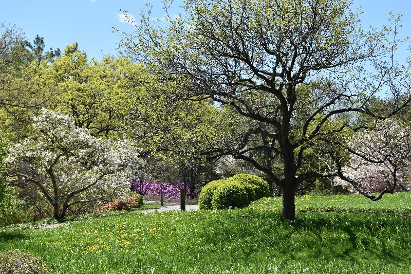 Un arbre en fleur au jardin