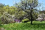 Un arbre en fleur au jardin