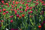 Des tulipes en fleur au jardin