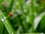 Au jardin après la pluie