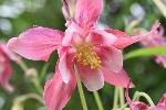 Une fleur ancolie au jardin