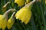 Des jonquilles au jardin