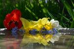 Un bouquet de fleurs au jardin