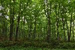 Une forêt de feuillus en été