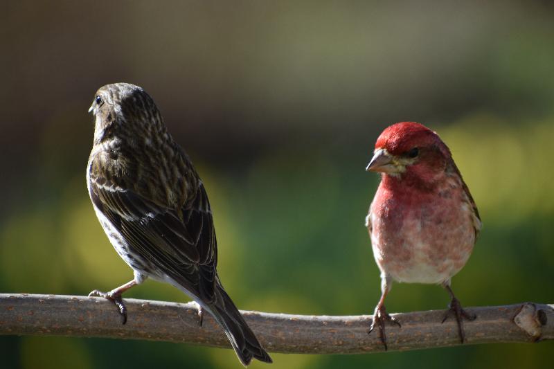 Des oiseaux au jardin