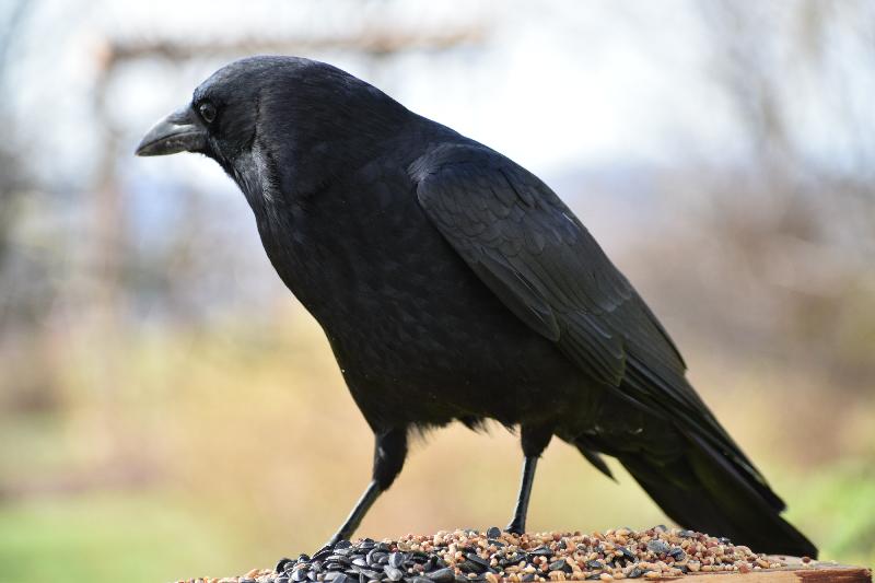 Un corbeau à la mangeoire