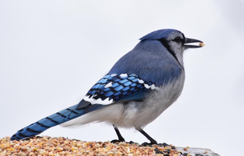 Un geai bleu à la mangeoire