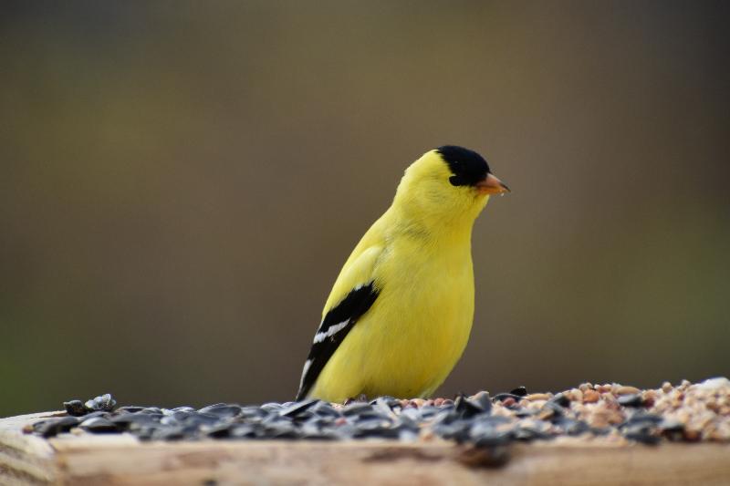 Un chardonneret à la mangeoire