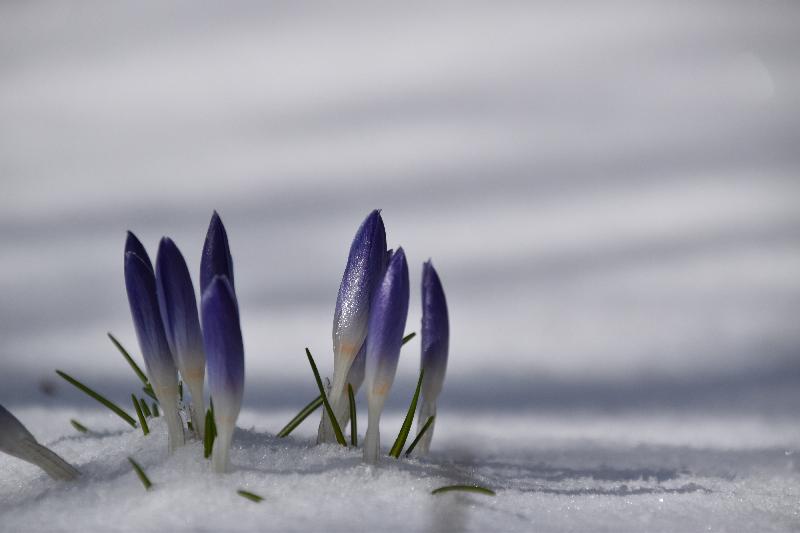 Les premiers crocus au jardin