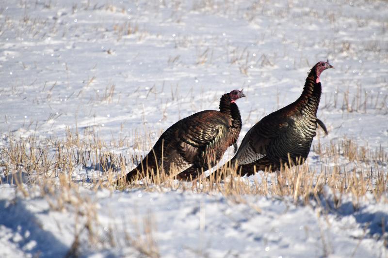 Des dindons sauvages à l'automne