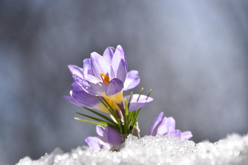 Un premier crocus au jardin