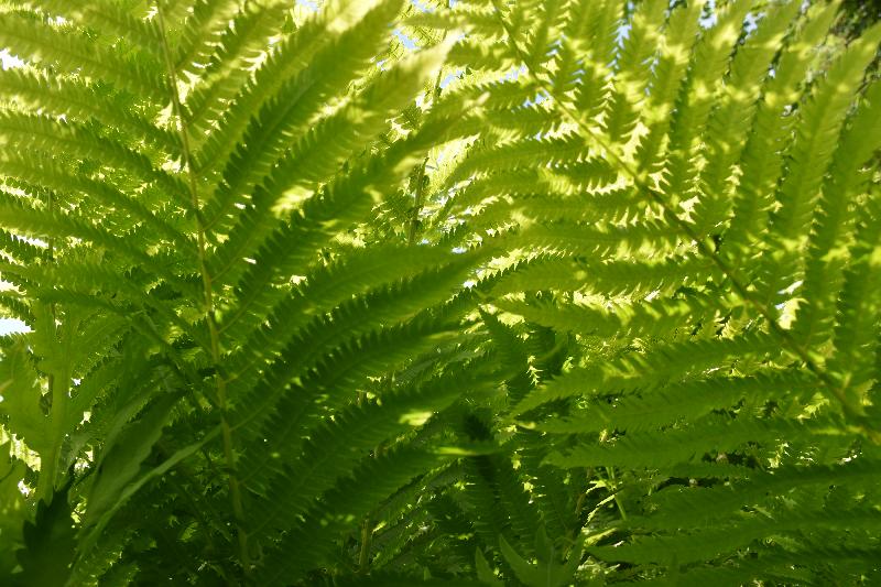 Des fougères en forêt au printemps