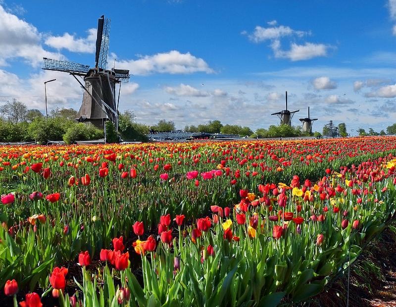 Un champ de tulipes en fleurs au printemps