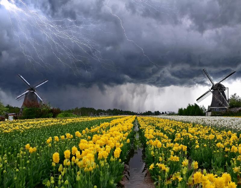 Un champ de tulipes en fleurs au printemps