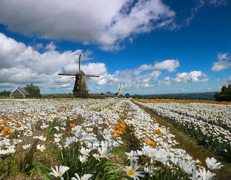 Un champ de tulipes en fleurs au printemps