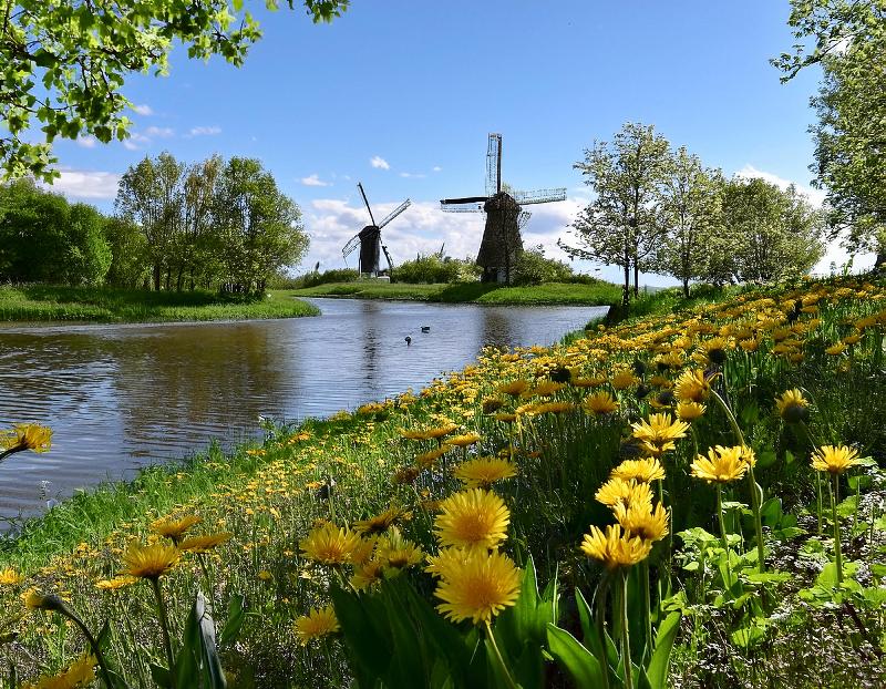 Des fleurs sauvages en bordure de la rivière