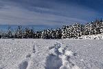 Des traces de pas dans la neige