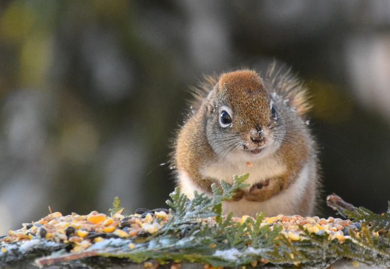 Un écureuil roux en hiver