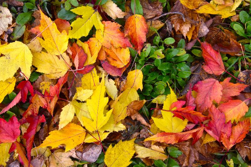 Feuillage d'automne au jardin