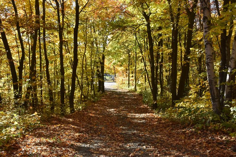 Un sentier en forêt a l'automne