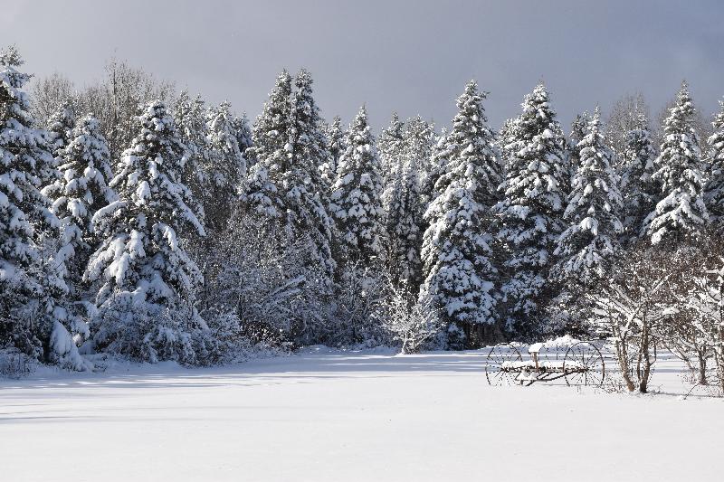 Une forêt enneigée après la tempête