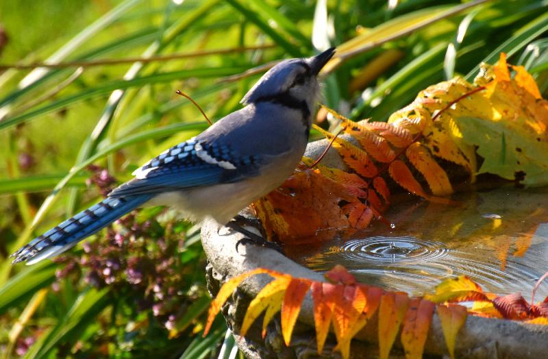 Un geai bleu au jardin à l'automne