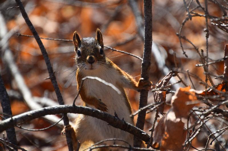 Un écureuil roux en forêt