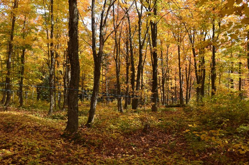 Une érablière à l'automne