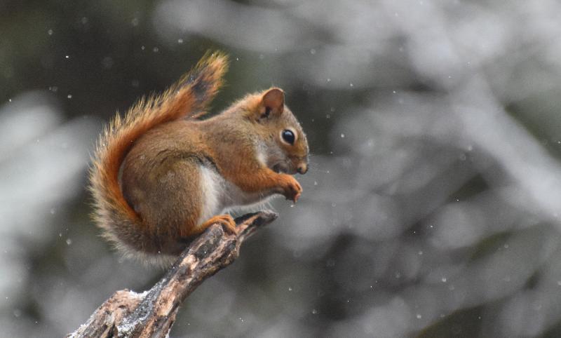 Un écureuil roux en hiver