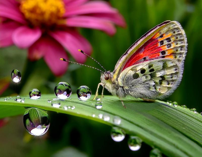 Un papillon au jardin après la pluie