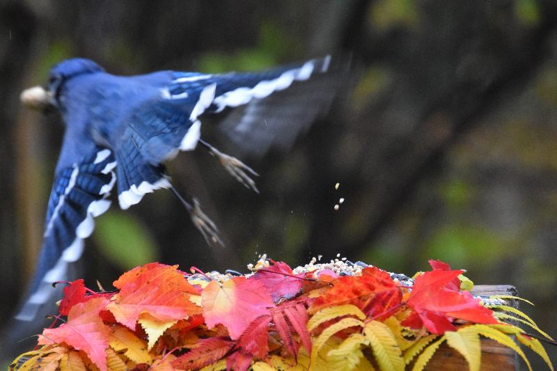 Un geai bleu à la mangeoire du jardin