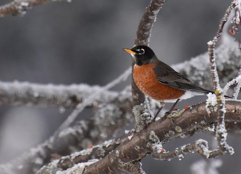 Un merle d'Amérique en hiver