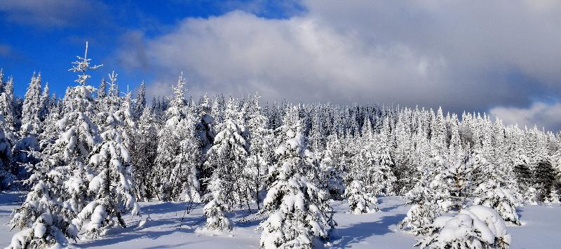 Une forêt enneigée après la tempête