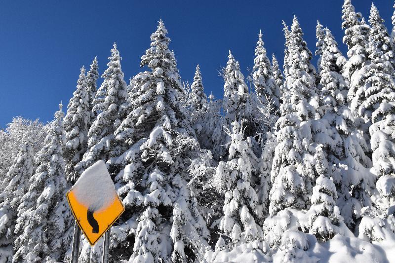 Une forêt enneigée après la tempête