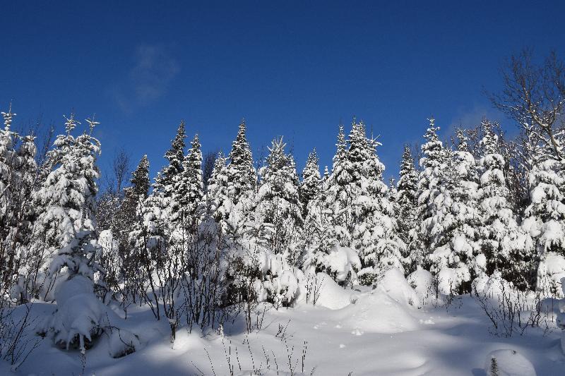 Une forêt en hiver