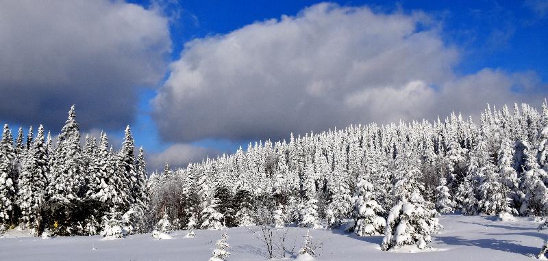 Une forêt givrée après la tempête